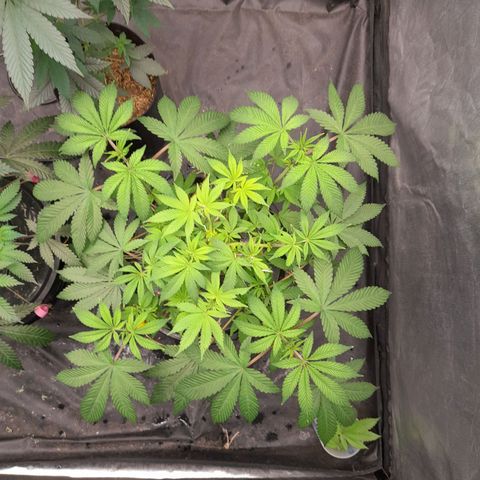 Gorilla Glue #4 growlog timeline photo