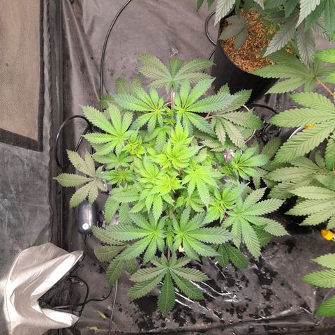 Super Lemon Haze growlog timeline photo