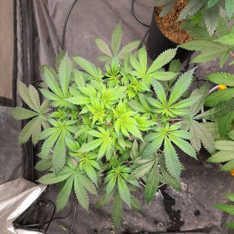 Super Lemon Haze growlog timeline photo