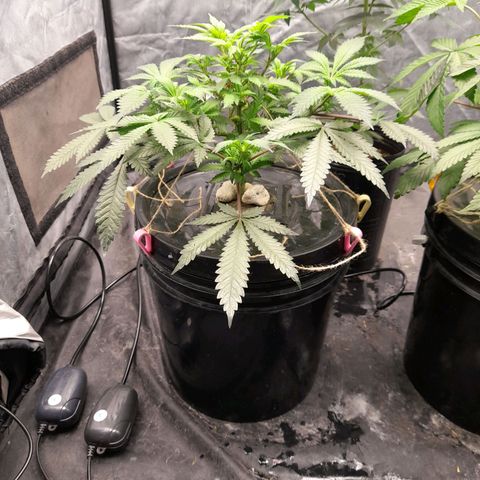 Super Lemon Haze growlog timeline photo