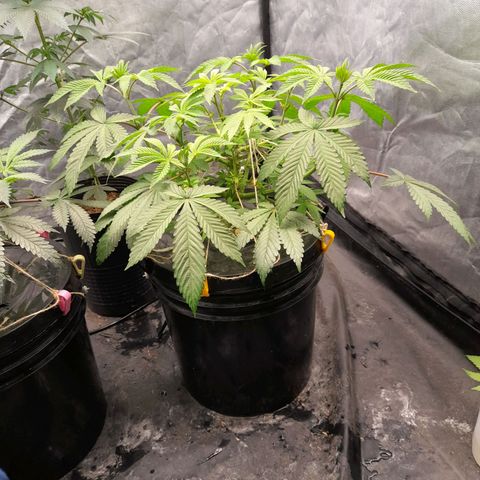 Gorilla Glue #4 growlog timeline photo
