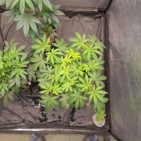 Gorilla Glue #4 growlog timeline photo