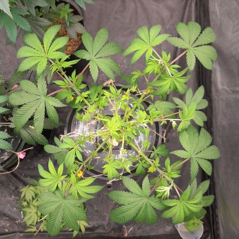 Gorilla Glue #4 growlog timeline photo