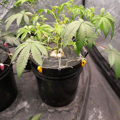 Gorilla Glue #4 growlog timeline photo