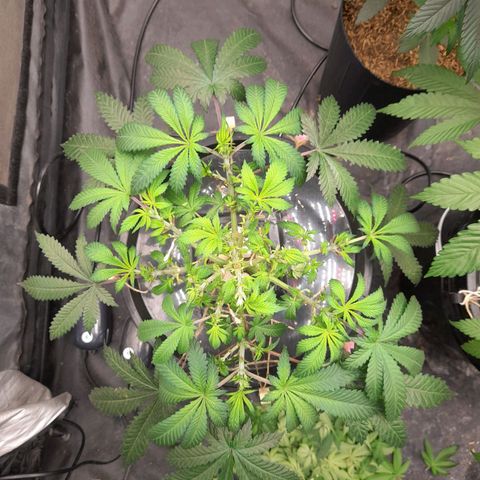 Super Lemon Haze growlog timeline photo