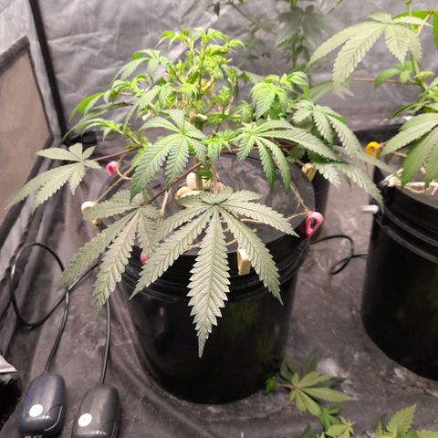 Super Lemon Haze growlog timeline photo