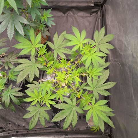 Gorilla Glue #4 growlog timeline photo