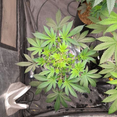 Super Lemon Haze growlog timeline photo