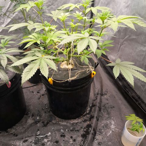 Gorilla Glue #4 growlog timeline photo