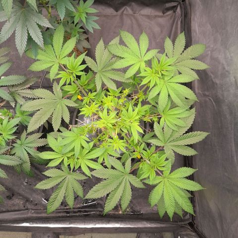 Gorilla Glue #4 growlog timeline photo