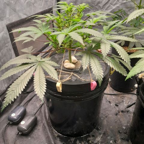 Super Lemon Haze growlog timeline photo
