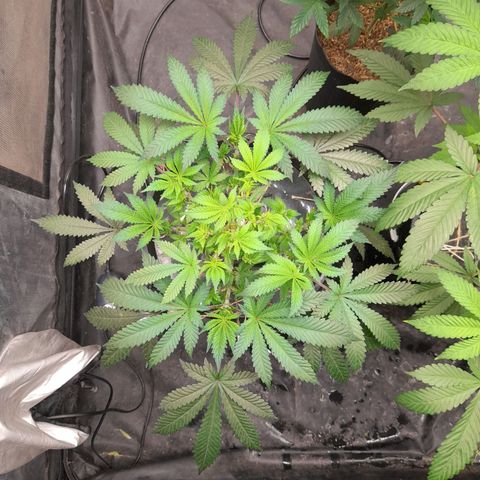 Super Lemon Haze growlog timeline photo