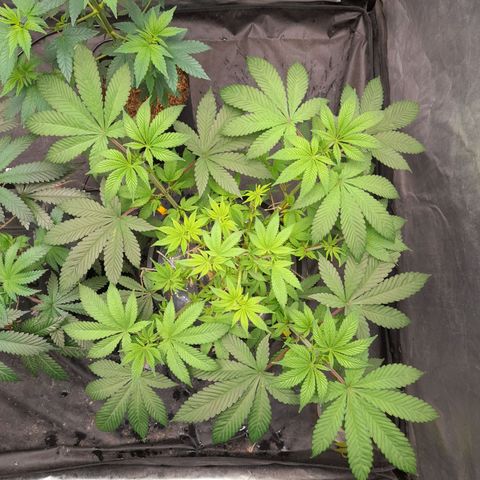 Gorilla Glue #4 growlog timeline photo