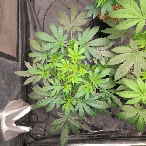 Super Lemon Haze growlog timeline photo