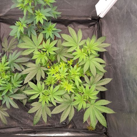 Gorilla Glue #4 growlog timeline photo