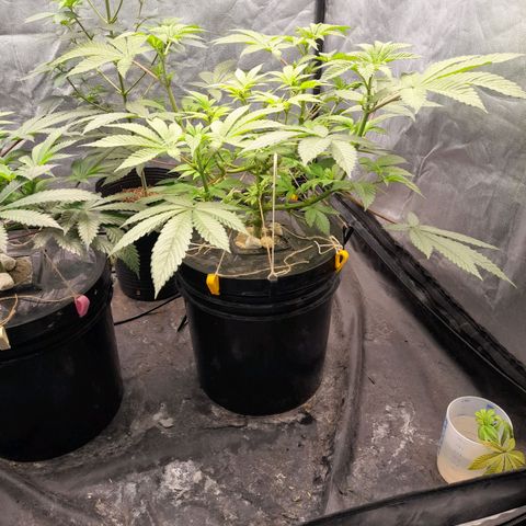 Gorilla Glue #4 growlog timeline photo