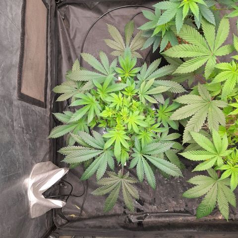 Super Lemon Haze growlog timeline photo