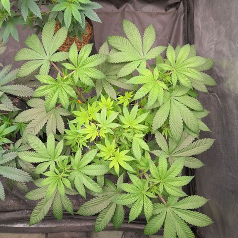 Gorilla Glue #4 growlog timeline photo