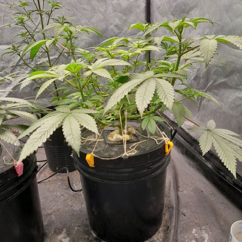 Gorilla Glue #4 growlog timeline photo