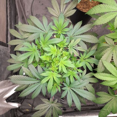 Super Lemon Haze growlog timeline photo