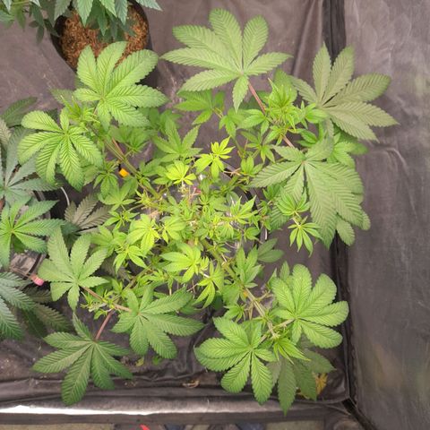 Gorilla Glue #4 growlog timeline photo