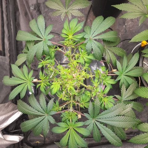 Super Lemon Haze growlog timeline photo
