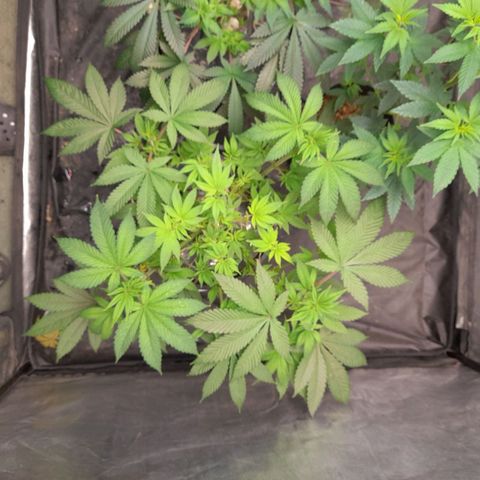 Gorilla Glue #4 growlog timeline photo