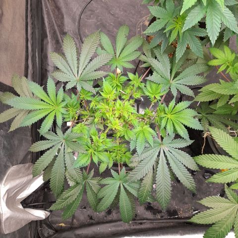 Super Lemon Haze growlog timeline photo
