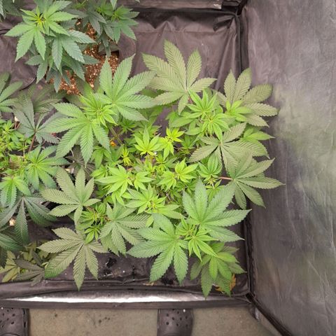 Gorilla Glue #4 growlog timeline photo