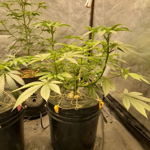 Gorilla Glue #4 growlog timeline photo