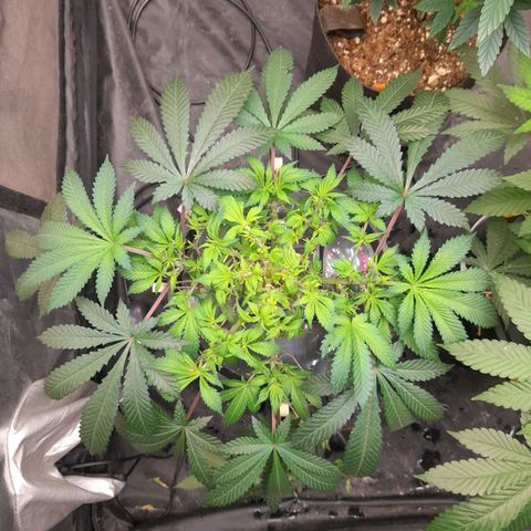 Super Lemon Haze growlog timeline photo
