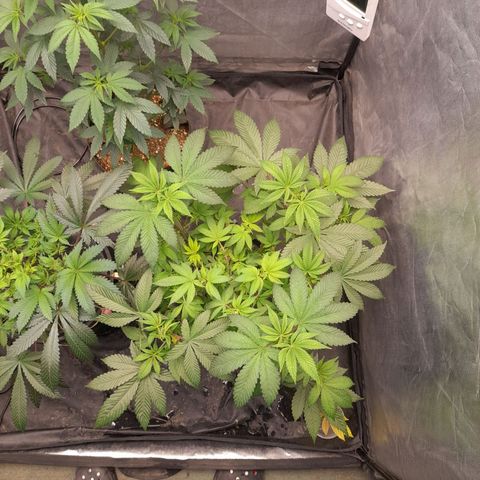 Gorilla Glue #4 growlog timeline photo