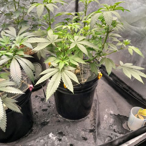 Gorilla Glue #4 growlog timeline photo
