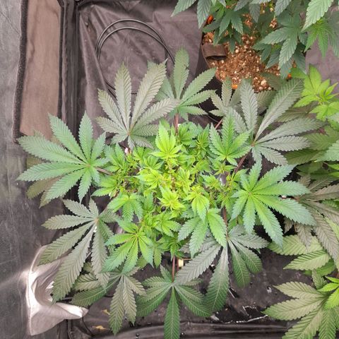 Super Lemon Haze growlog timeline photo