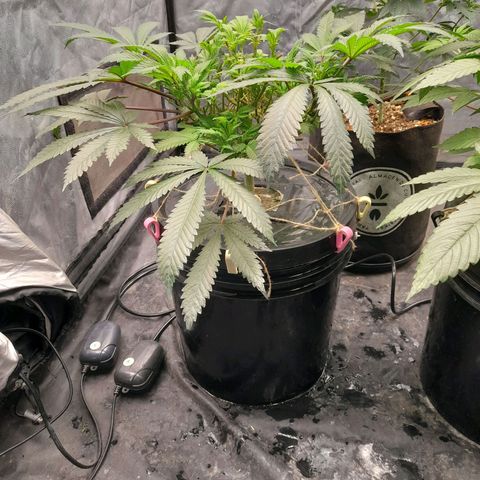 Super Lemon Haze growlog timeline photo
