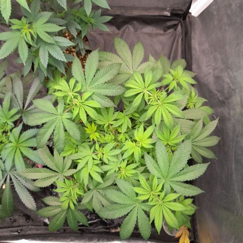 Gorilla Glue #4 growlog timeline photo