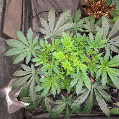 Super Lemon Haze growlog timeline photo