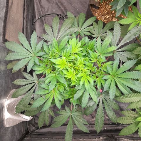 Super Lemon Haze growlog timeline photo
