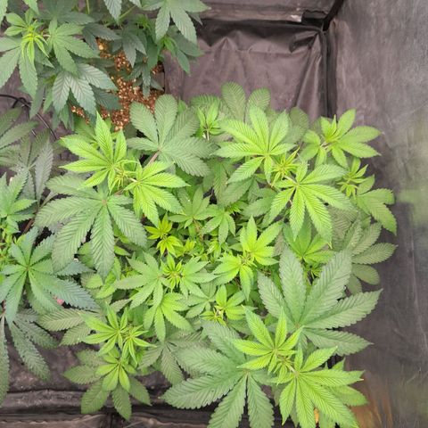 Gorilla Glue #4 growlog timeline photo