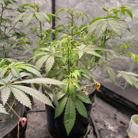 Gorilla Glue #4 growlog timeline photo