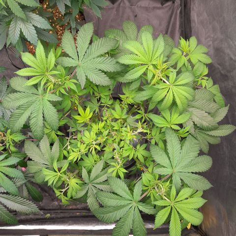 Gorilla Glue #4 growlog timeline photo
