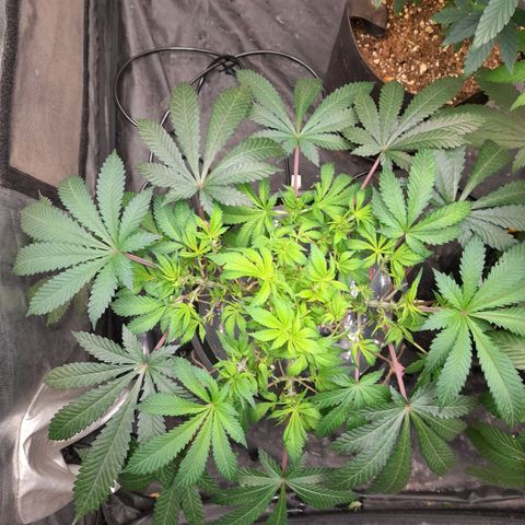 Super Lemon Haze growlog timeline photo