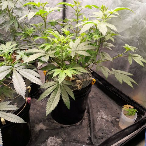 Gorilla Glue #4 growlog timeline photo