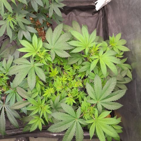 Gorilla Glue #4 growlog timeline photo