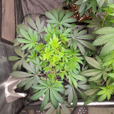 Super Lemon Haze growlog timeline photo