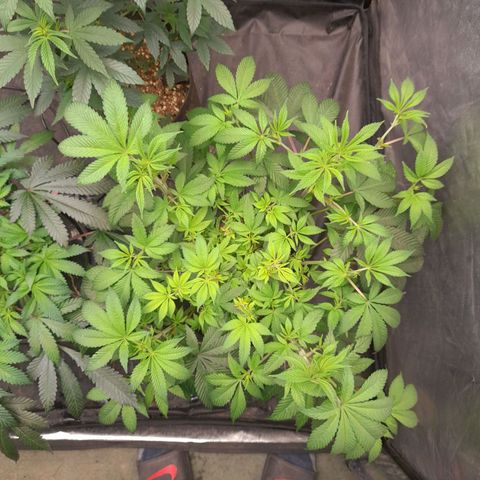 Gorilla Glue #4 growlog timeline photo