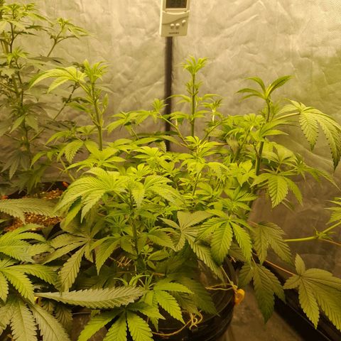 Gorilla Glue #4 growlog timeline photo