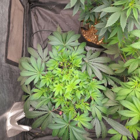 Super Lemon Haze growlog timeline photo