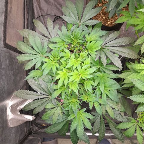 Super Lemon Haze growlog timeline photo