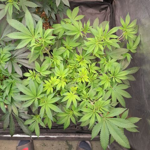 Gorilla Glue #4 growlog timeline photo